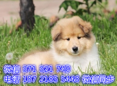 苏格兰牧羊犬宠物买卖 宠物市场 宠物狗狗图片宠物网 乌