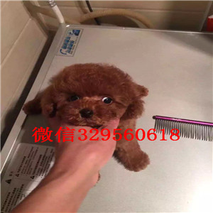 平顶山哪里有卖超可爱泰迪玩具泰迪泰迪图片