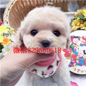 咸宁哪里能买到白色泰迪茶杯泰迪犬泰迪价格