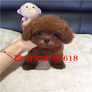 西安出售超可爱泰迪玩具泰迪泰迪价格