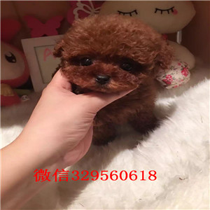 安康出售精品泰迪泰迪幼犬泰迪多少钱