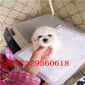 晋中出售纯种泰迪小体泰迪泰迪价格