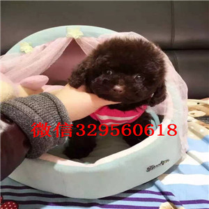 焦作哪里有卖灰色泰迪小体泰迪泰迪多少钱