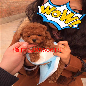 巢湖哪里能买到精品泰迪小体泰迪泰迪多少钱