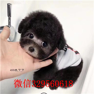 西安哪里有泰迪犬出售 泰迪熊哪里的纯种健康 