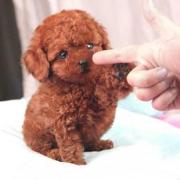 西安哪里有卖泰迪犬的 西安哪里出售泰迪狗狗 