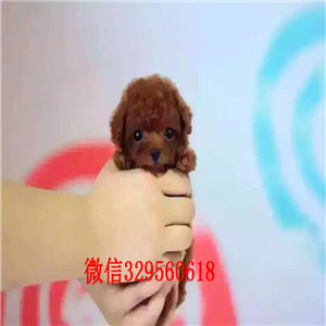   佳木斯哪里有纯种茶杯泰迪出售 泰迪熊幼犬