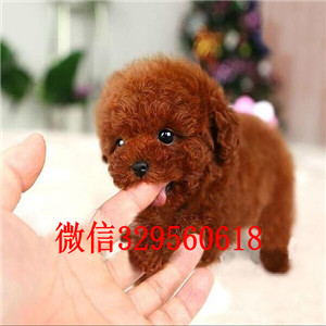 濮阳出售纯种泰迪犬黑色泰迪多少钱微小体泰迪犬泰迪犬狗场