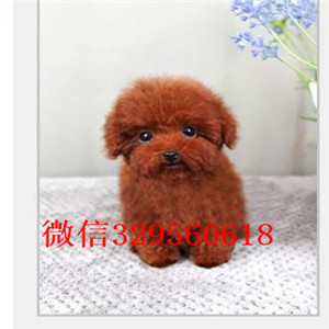 阳江出售纯种泰迪犬灰色泰迪多少钱微小体泰迪