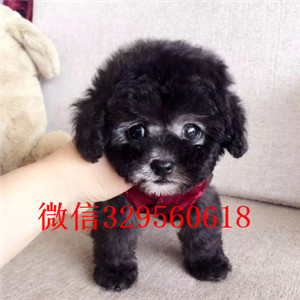 兴安盟出售纯种泰迪犬黑色泰迪多少钱标准体泰