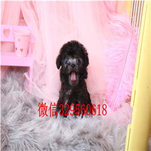 黑河哪里能买到泰迪犬黑色泰迪多少钱玩具体泰