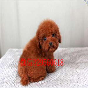 安康出售纯种泰迪犬灰色泰迪多少钱标准体泰迪