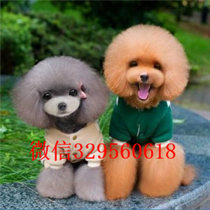 泸州出售纯种泰迪犬红色泰迪多少钱标准体泰迪