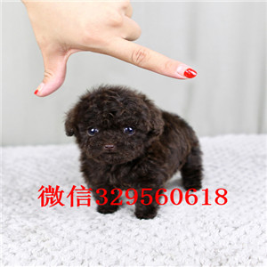 河池哪里能买到泰迪犬白色泰迪多少钱微小体泰迪犬泰迪犬图片