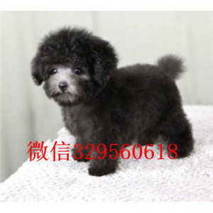 百色出售纯种泰迪犬黑色泰迪多少钱微小体泰迪