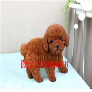 中山出售纯种泰迪犬红色泰迪多少钱茶杯体泰迪