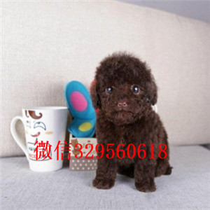 定西哪里能买到泰迪犬白色泰迪多少钱茶杯体泰迪犬泰迪犬犬舍