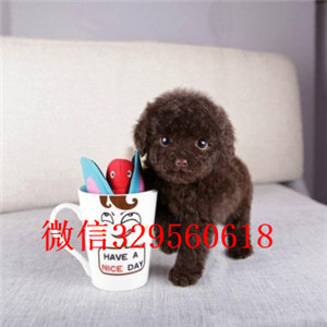 萍乡哪里能买到泰迪犬灰色泰迪多少钱标准体泰