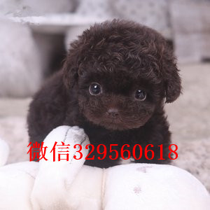 北海出售纯种泰迪犬黑色泰迪多少钱茶杯体泰迪