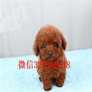 昭通哪里能买到泰迪犬灰色泰迪多少钱玩具体泰