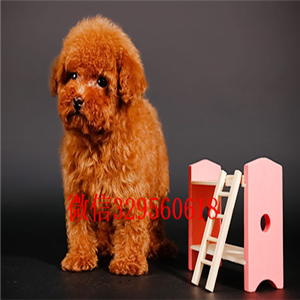 河池哪里能买到泰迪犬白色泰迪多少钱微小体泰