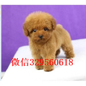 绥化哪里有卖纯种泰迪红色泰迪多少钱茶杯体泰