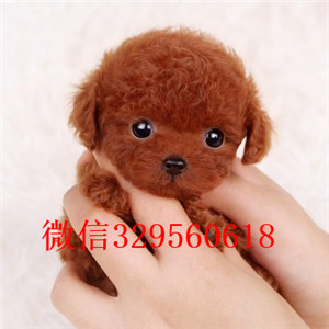 定西哪里能买到泰迪犬白色泰迪多少钱茶杯体泰迪犬泰迪犬犬舍