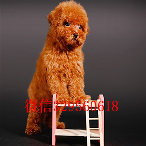 黑河哪里能买到泰迪犬黑色泰迪多少钱玩具体泰迪犬泰迪犬狗场