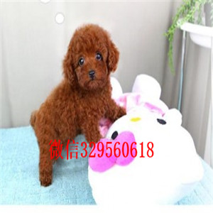 吉林哪里能买到泰迪犬灰色泰迪多少钱微小体泰