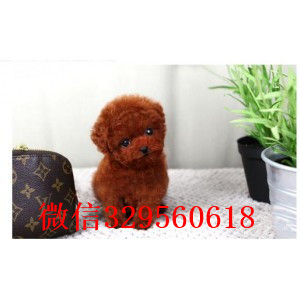 平凉哪里有卖纯种泰迪红色泰迪多少钱微小体泰