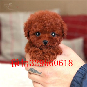 咸宁哪里能买到泰迪犬红色泰迪多少钱微小体泰