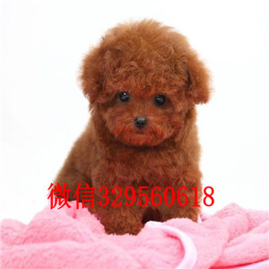 濮阳出售纯种泰迪犬黑色泰迪多少钱微小体泰迪