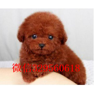 广安哪里有卖纯种泰迪黑色泰迪多少钱玩具体泰迪犬泰迪犬图片