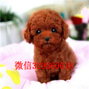 内江哪里有卖纯种泰迪黑色泰迪多少钱玩具体泰