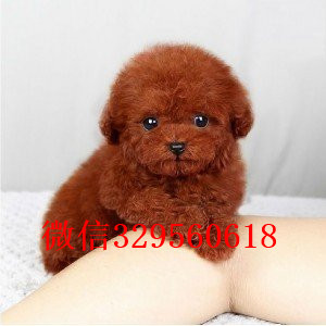 广安哪里有卖纯种泰迪黑色泰迪多少钱玩具体泰迪犬泰迪犬图片