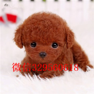 定西哪里能买到泰迪犬白色泰迪多少钱茶杯体泰迪犬泰迪犬犬舍