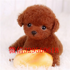 定西哪里能买到泰迪犬白色泰迪多少钱茶杯体泰迪犬泰迪犬犬舍