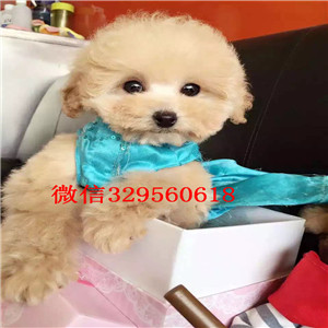 西安哪里有卖纯种泰迪黑色泰迪多少钱微小体泰