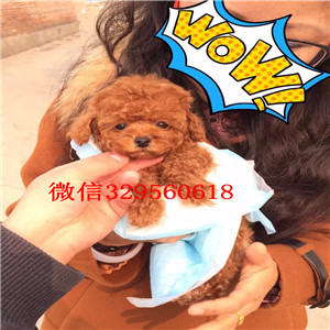 安康出售纯种泰迪犬黑色泰迪多少钱玩具体泰迪