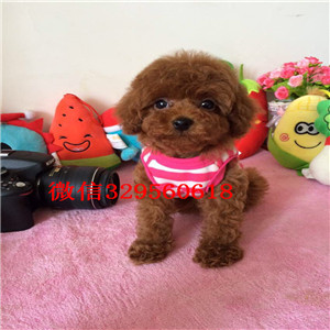 青岛自家繁殖多只泰迪犬出售中公母都有保证血