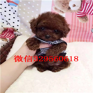 昭通出售纯种泰迪犬黑色泰迪多少钱标准体泰迪