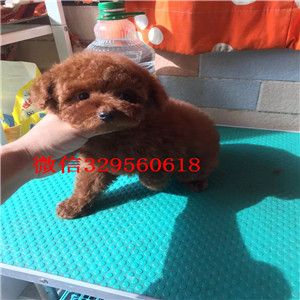 定西哪里有卖纯种泰迪灰色泰迪多少钱茶杯体泰