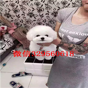 北海哪里有卖纯种泰迪红色泰迪多少钱茶杯体泰