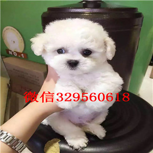 阳江哪里有卖纯种泰迪灰色泰迪多少钱茶杯体泰