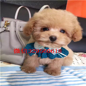 铜川出售纯种泰迪犬黑色泰迪多少钱标准体泰迪