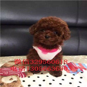 西安茶杯犬价格茶杯犬幼犬价格出售纯种茶杯犬