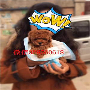 许昌哪里有卖纯种泰迪红色泰迪多少钱茶杯体泰