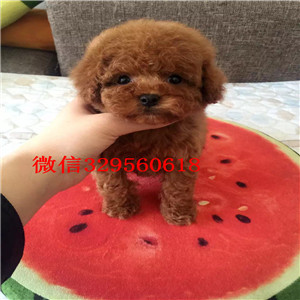 青岛出售茶杯犬颜色齐全公母都有