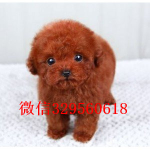 益阳专业繁殖泰迪犬繁殖可爱玩具体泰迪繁殖可爱玩具体泰迪纯种泰迪幼犬待售