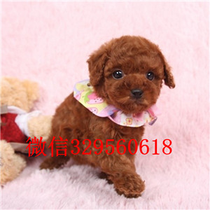 厦门哪里有卖纯种泰迪繁殖可爱玩具体泰迪专业